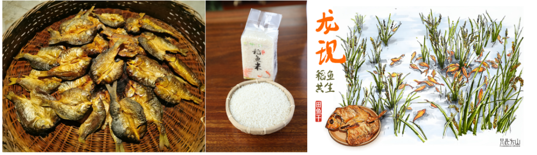 种了1300年的丽水青田稻鱼,藏着惊动世界的秘密? image.png